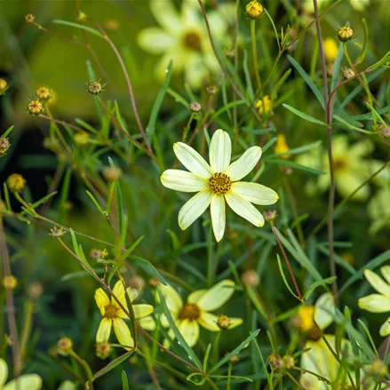 Coreopsis verticillata 'Moonbeam'