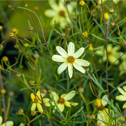 Coreopsis verticillata 'Moonbeam'