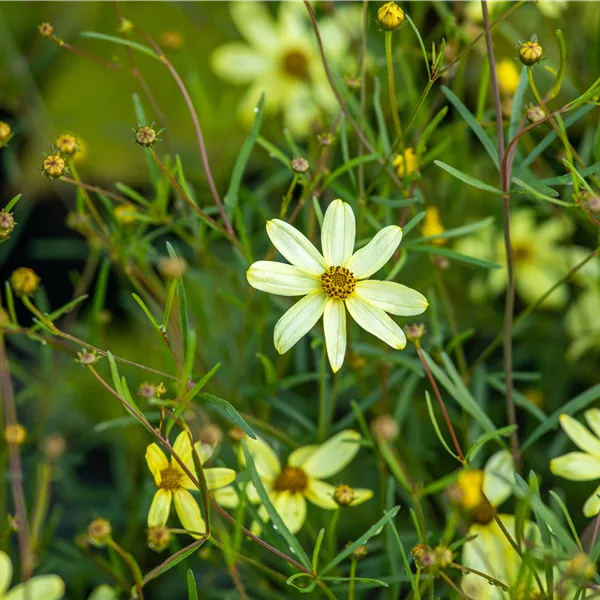 Coreopsis verticillata 'Moonbeam'