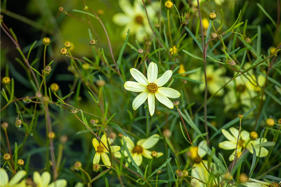 Coreopsis verticillata 'Moonbeam'