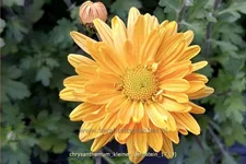 Chrysanthemum hortorum 'Kleiner Bernstein'