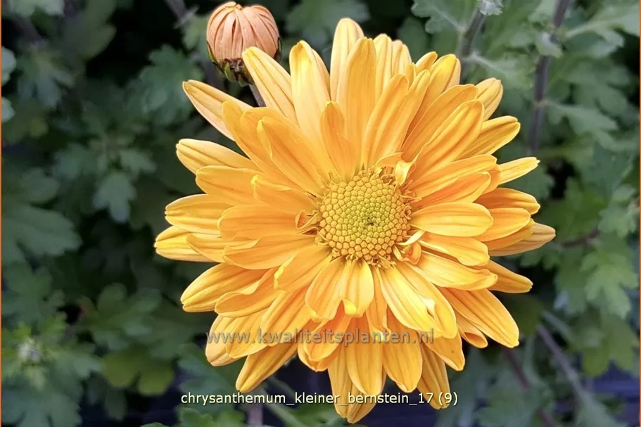 Chrysanthemum hortorum 'Kleiner Bernstein'