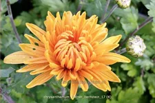 Chrysanthemum hortorum 'Kleiner Bernstein'