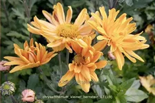 Chrysanthemum hortorum 'Kleiner Bernstein'