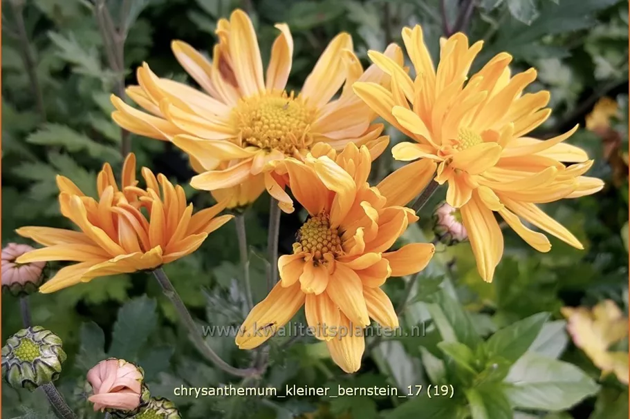 Chrysanthemum hortorum 'Kleiner Bernstein'