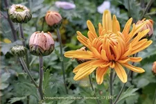 Chrysanthemum hortorum 'Kleiner Bernstein'