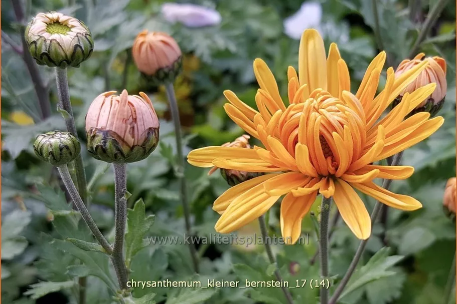 Chrysanthemum hortorum 'Kleiner Bernstein'