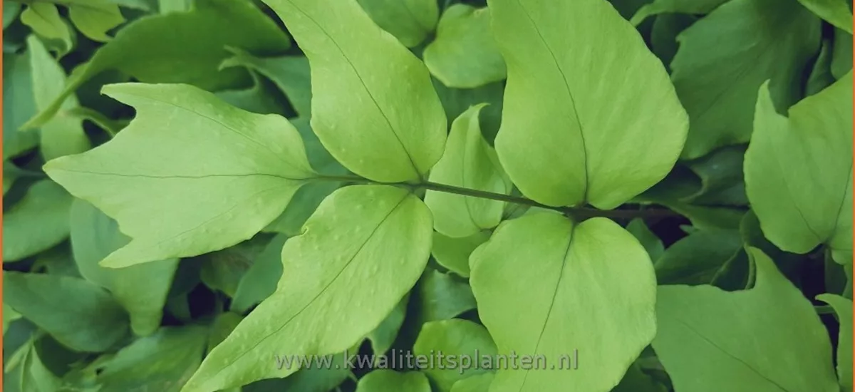 Cyrtomium macrophyllum