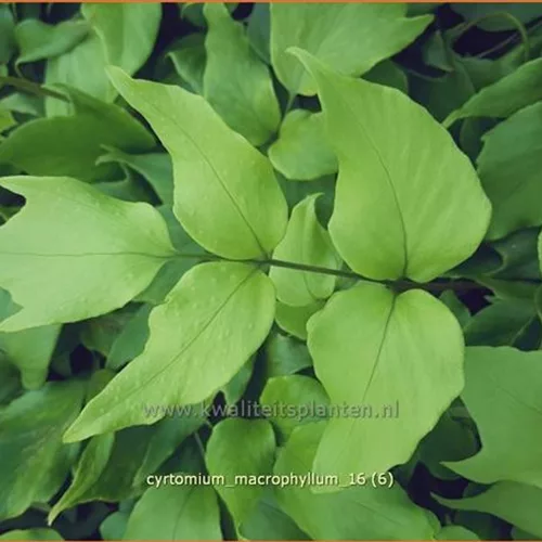 Cyrtomium macrophyllum