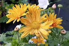 Chrysanthemum hortorum 'Kleiner Bernstein'