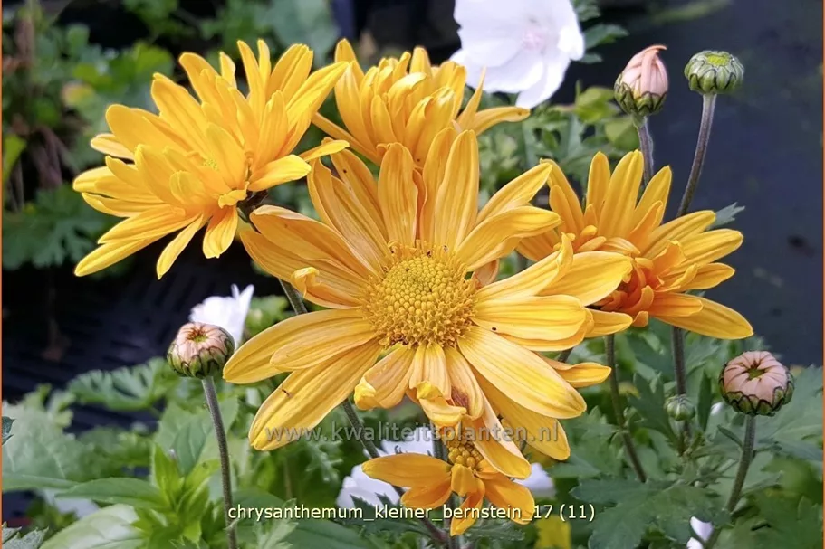 Chrysanthemum hortorum 'Kleiner Bernstein'