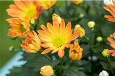 Chrysanthemum hortorum 'Kleiner Bernstein'