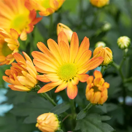 Chrysanthemum hortorum 'Kleiner Bernstein'