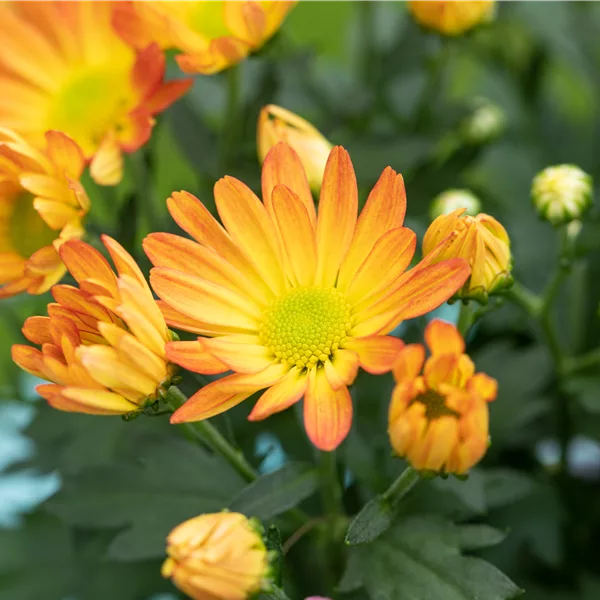 Chrysanthemum hortorum 'Kleiner Bernstein'