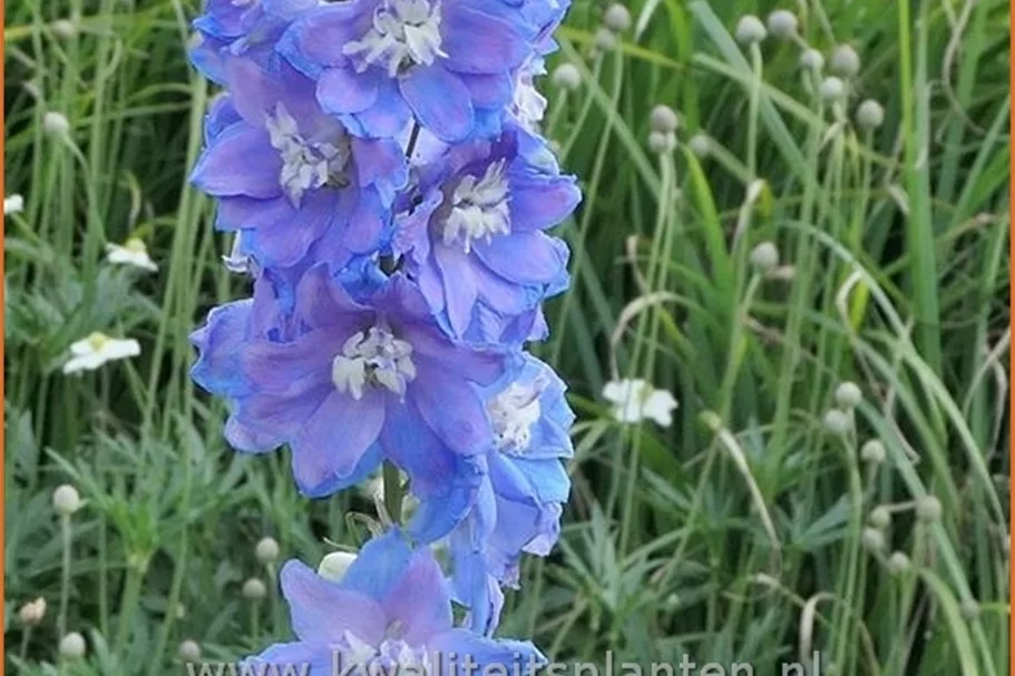 Delphinium 'Magic Fountains Sky Blue White Bee'