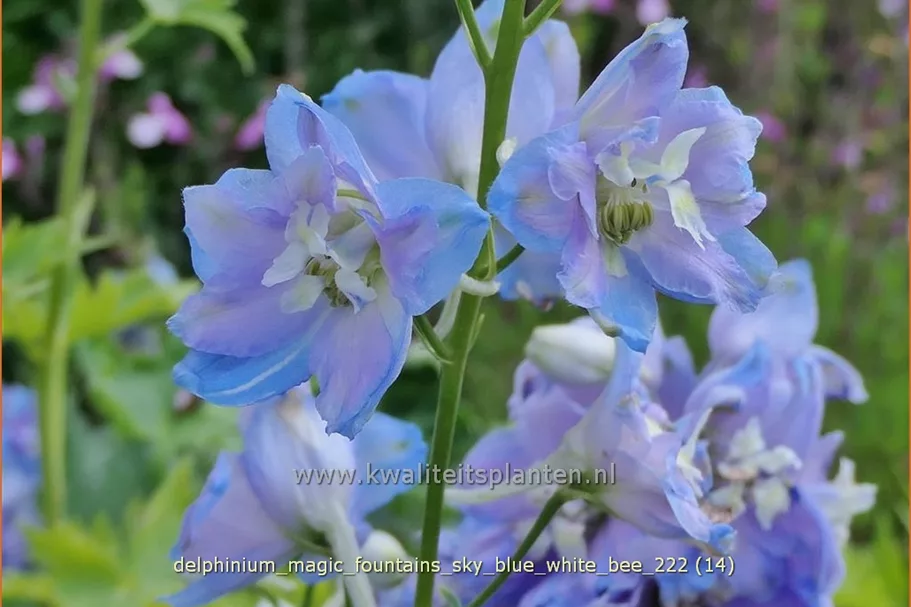 Delphinium 'Magic Fountains Sky Blue White Bee'