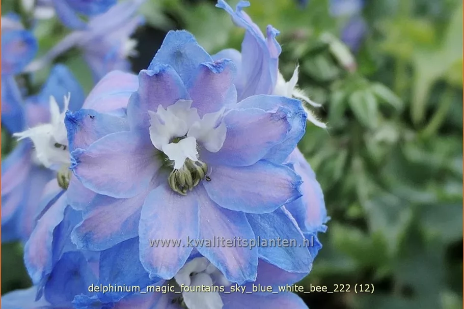 Delphinium 'Magic Fountains Sky Blue White Bee'
