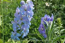 Delphinium 'Magic Fountains Sky Blue White Bee'