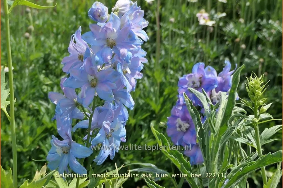 Delphinium 'Magic Fountains Sky Blue White Bee'