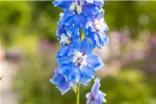 Delphinium 'Magic Fountains Sky Blue White Bee'