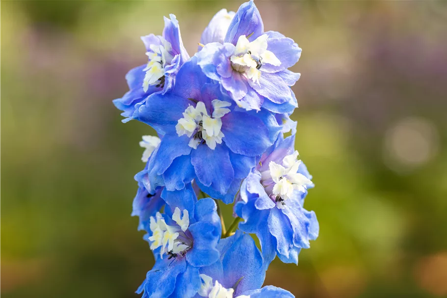 Delphinium 'Magic Fountains Sky Blue White Bee'