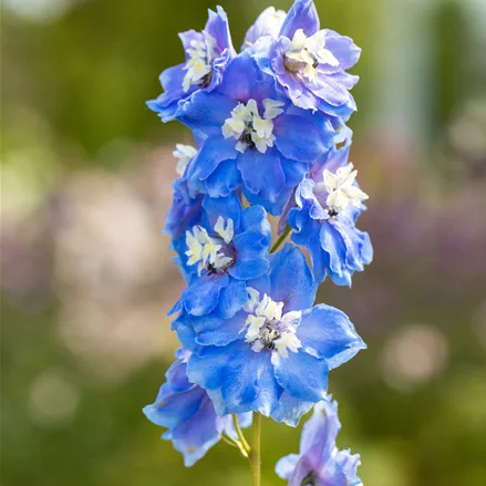Delphinium 'Magic Fountains Sky Blue White Bee'