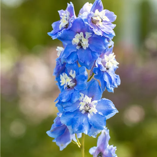 Delphinium 'Magic Fountains Sky Blue White Bee'