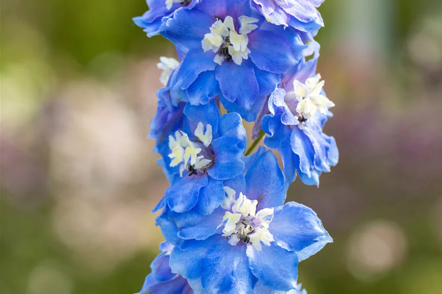 Delphinium 'Magic Fountains Sky Blue White Bee'