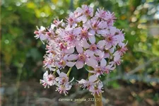 Darmera peltata