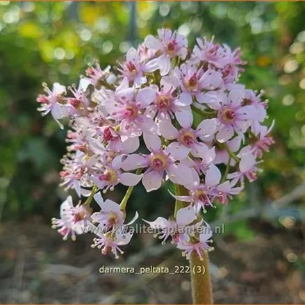 Darmera peltata