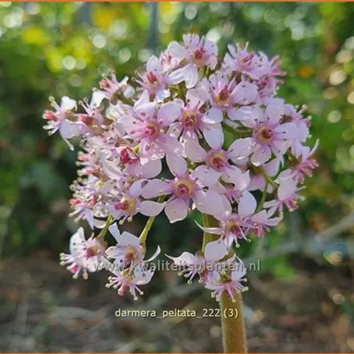 Darmera peltata