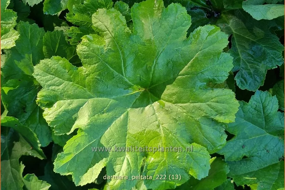 Darmera peltata