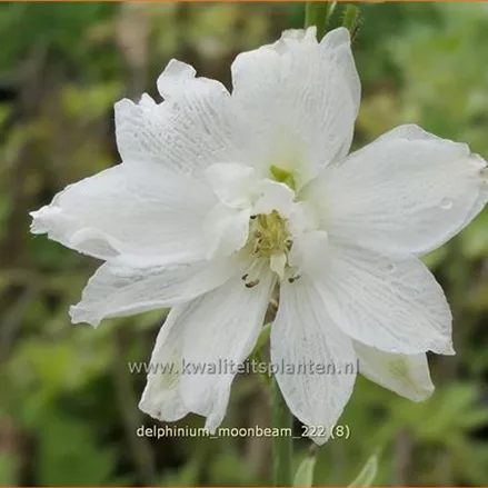 Delphinium 'Moonbeam' (pot 11 cm)