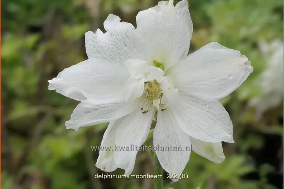 Delphinium 'Moonbeam' (pot 11 cm)