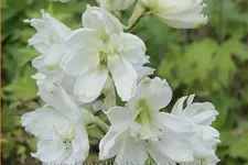 Delphinium 'Moonbeam' (pot 11 cm)