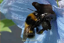 Delphinium 'Morgentau' (pot 11 cm)
