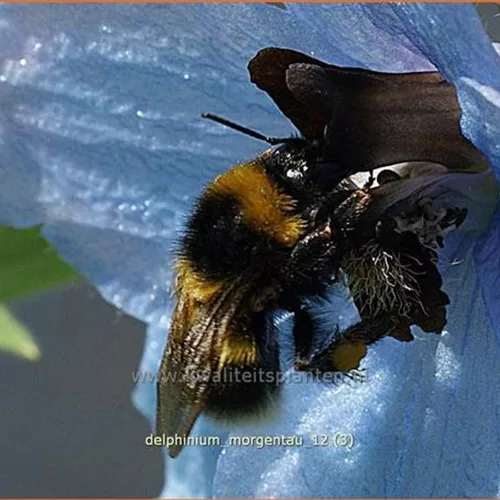 Delphinium 'Morgentau' (pot 11 cm)