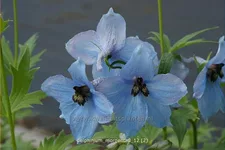 Delphinium 'Morgentau' (pot 11 cm)