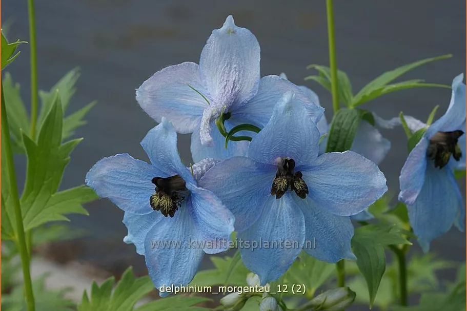 Delphinium 'Morgentau' (pot 11 cm)