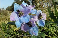 Delphinium 'Morgentau' (pot 11 cm)