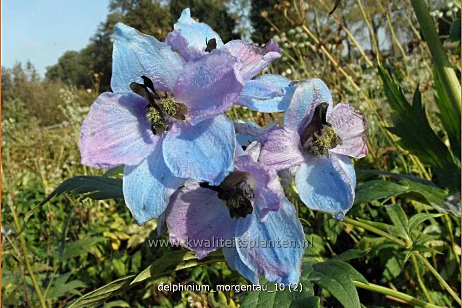 Delphinium 'Morgentau' (pot 11 cm)