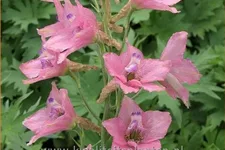 Delphinium ruysii 'Pink Sensation' (pot 11 cm)