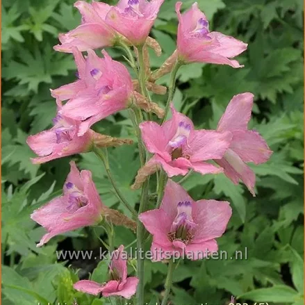 Delphinium ruysii 'Pink Sensation' (pot 11 cm)