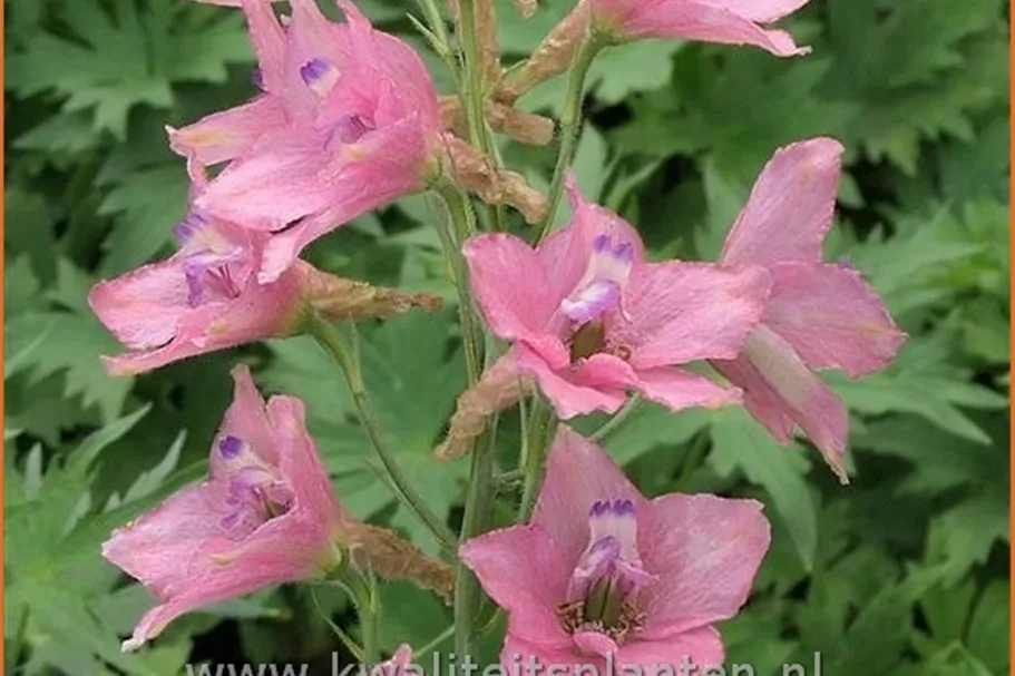 Delphinium ruysii 'Pink Sensation' (pot 11 cm)
