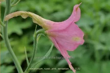 Delphinium ruysii 'Pink Sensation' (pot 11 cm)