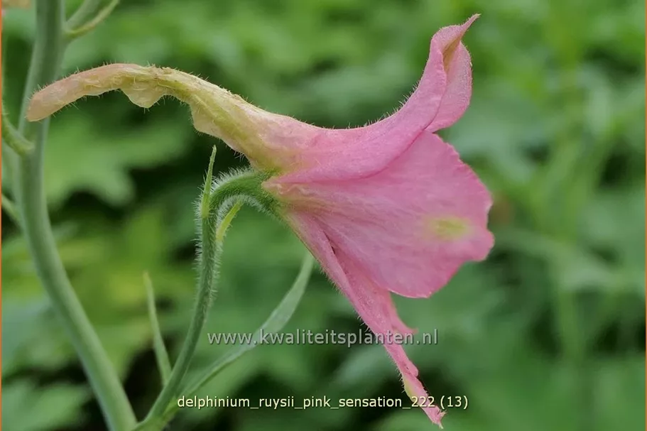 Delphinium ruysii 'Pink Sensation' (pot 11 cm)