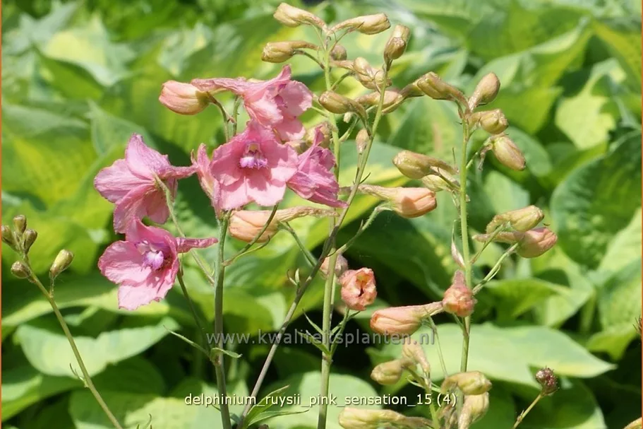 Delphinium ruysii 'Pink Sensation' (pot 11 cm)
