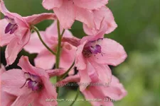 Delphinium ruysii 'Pink Sensation' (pot 11 cm)