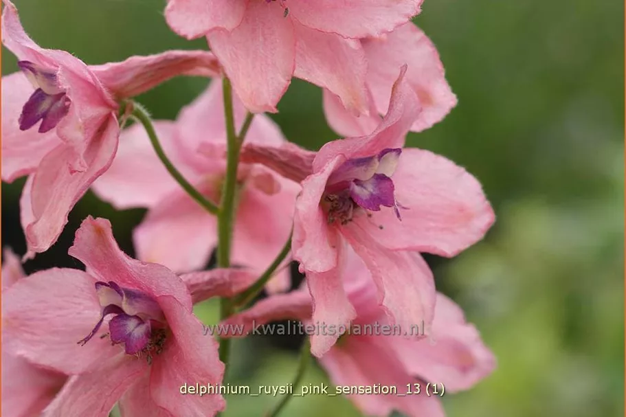 Delphinium ruysii 'Pink Sensation' (pot 11 cm)