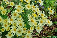 Chrysanthemum hortorum 'Lichtkuppel'